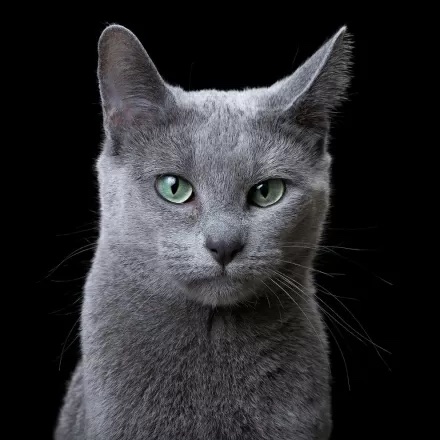 Копия fotograf-snimaet-primechatelnye-portrety-kotov-podcherkivayushhie-ix-lichnost-06 1.jpg