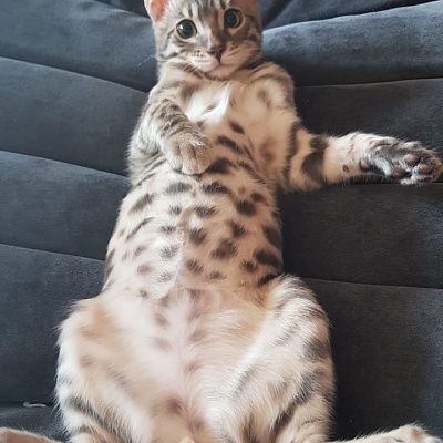 Мебель для организации домашнего кинотеатра. Отзыв о комфорте просмотра с фото. Рейтинг 5/5.