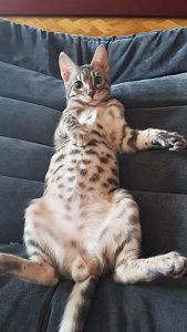 Мебель для организации домашнего кинотеатра. Отзыв о комфорте просмотра с фото. Рейтинг 5/5.