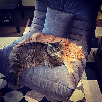 Кресло для полноценного отдыха дома: отзыв с фото в интерьере. 5 звезд