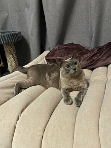 Реальные отзывы о бескаркасном кресле: фото в интерьере и оценка 5 звезд