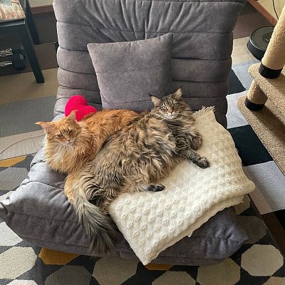 Кресло для полноценного отдыха дома: отзыв с фото в интерьере. 5 звезд