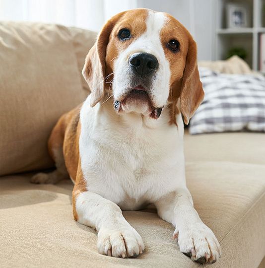 Как ухаживать за мебельными тканями-4