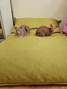 Фото покупателя, оценка 5 - 1