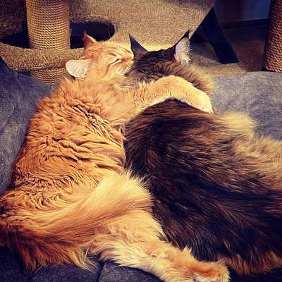 Кресло для полноценного отдыха дома: отзыв с фото в интерьере. 5 звезд