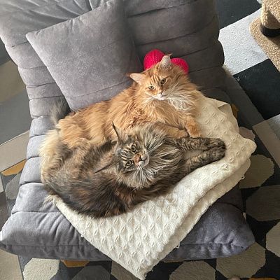 Кресло для полноценного отдыха дома: отзыв с фото в интерьере. 5 звезд