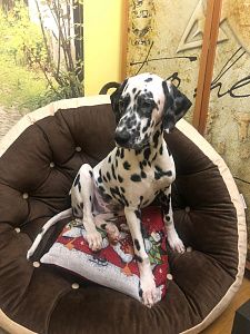 Фото покупателя, оценка 5 - 15