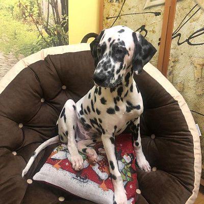 Лежанка в гостиную вместо дивана. Отзыв о нестандартном решении с фото. Рейтинг 5 звезд.