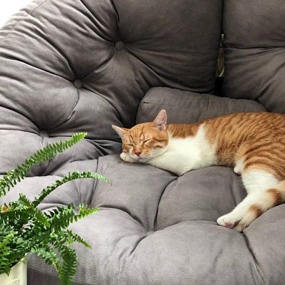 Лаунж кресла в интерьере гостиной. Отзыв о стиле и комфорте с фото. 5 звезд.