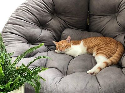 Лаунж кресла в интерьере гостиной. Отзыв о стиле и комфорте с фото. 5 звезд.