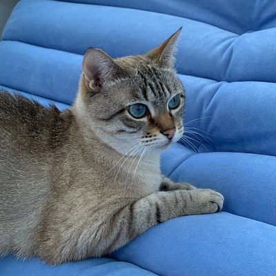 Купить стильные лаунж кресла недорого. Отзыв о качестве по доступной цене с фото. 5/5.