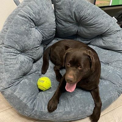 Купить удобное и качественное кресло для чтения и отдыха недорого. Отзыв о выгодной покупке с фото. 5/5.