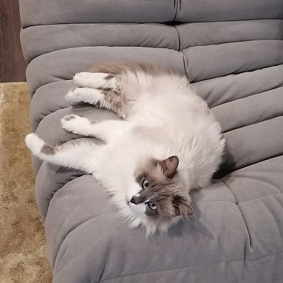 Кресло для комфортного просмотра телевизора: отзыв с фото в гостиной. 5 звезд